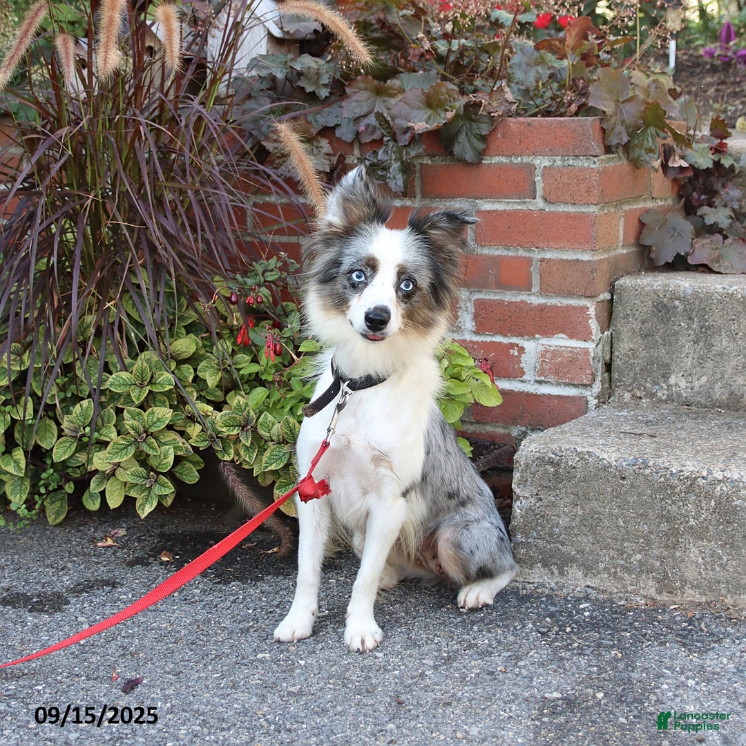 Mixed Breed dogs for sale: Farrah - Ad 7