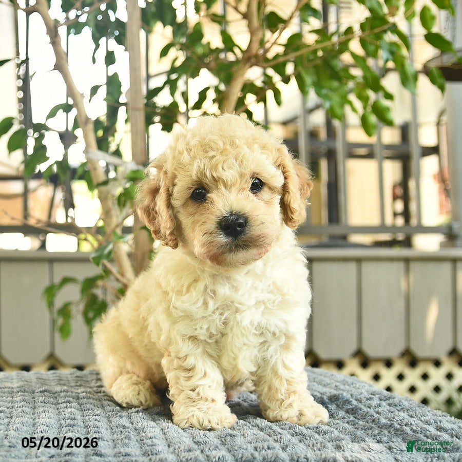 Mini Goldendoodle dogs Axle  - Ad 2