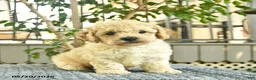 Mini Goldendoodle dogs for sale: Axle  - Ad 2