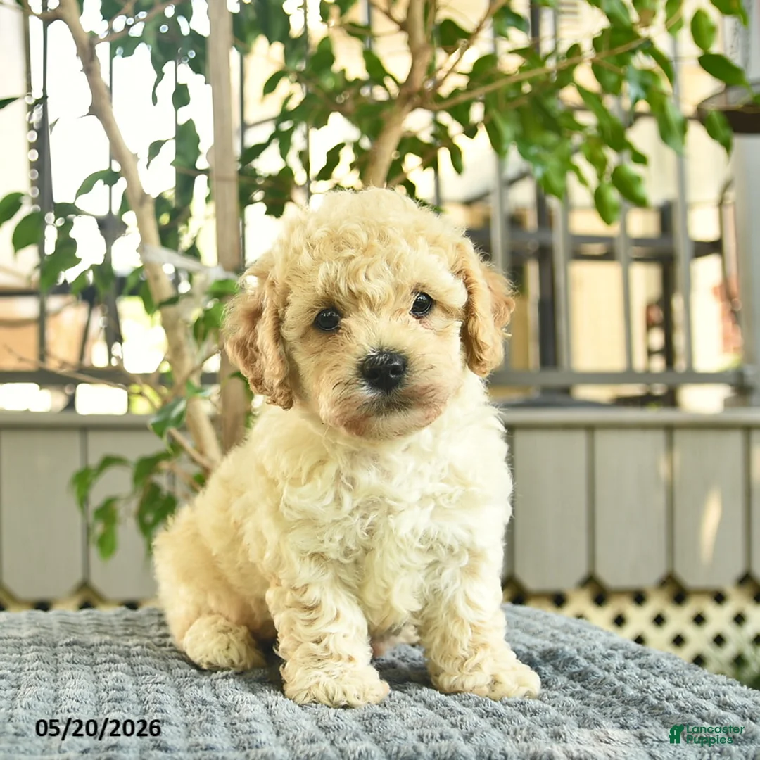 Mini Goldendoodle dogs for sale: Axle  - Ad 2