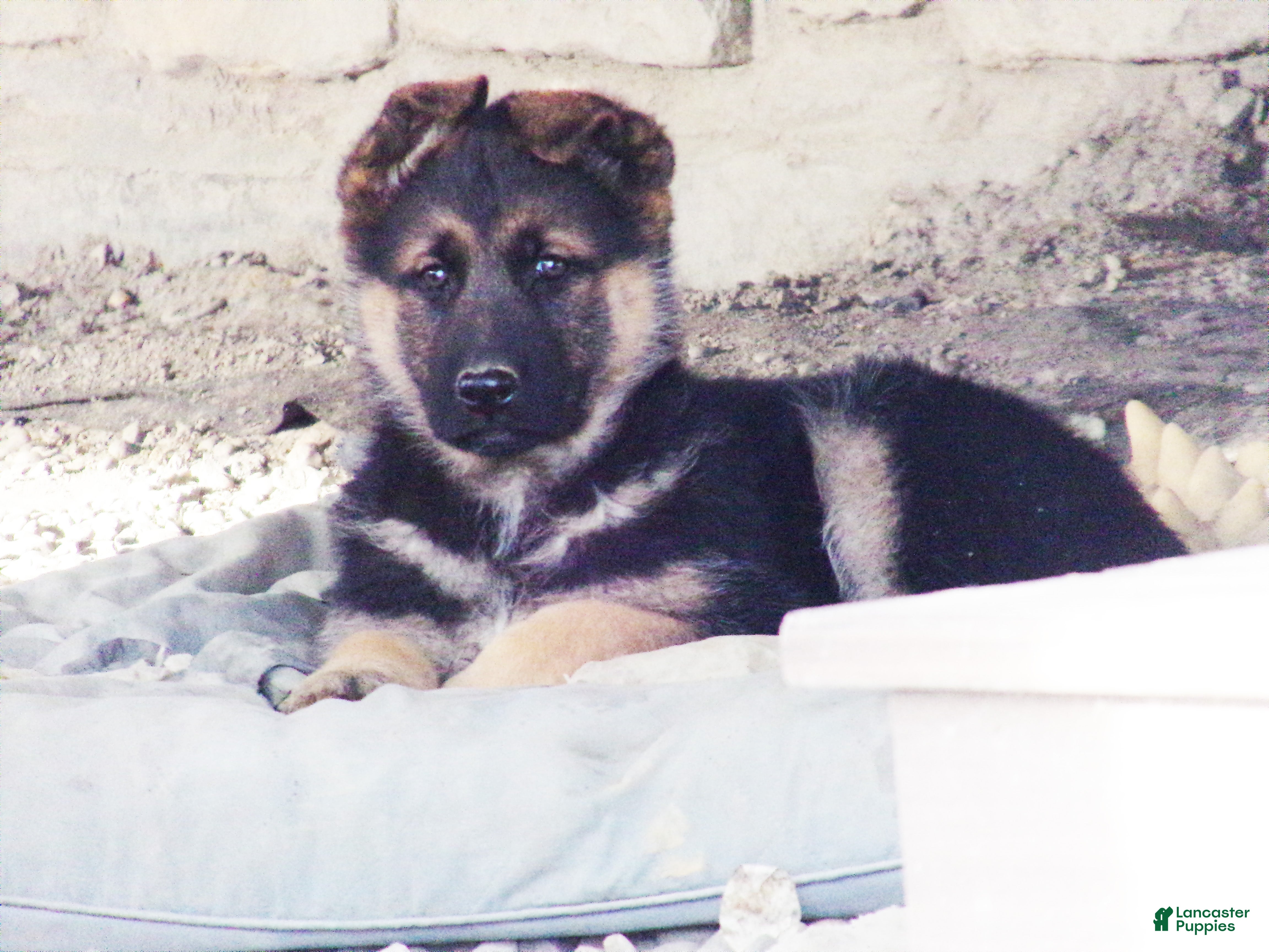 German Shepherd dogs Baily  - Ad 2