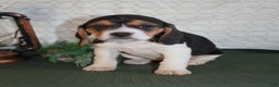 Beagle dogs for sale: Macy - Ad 3
