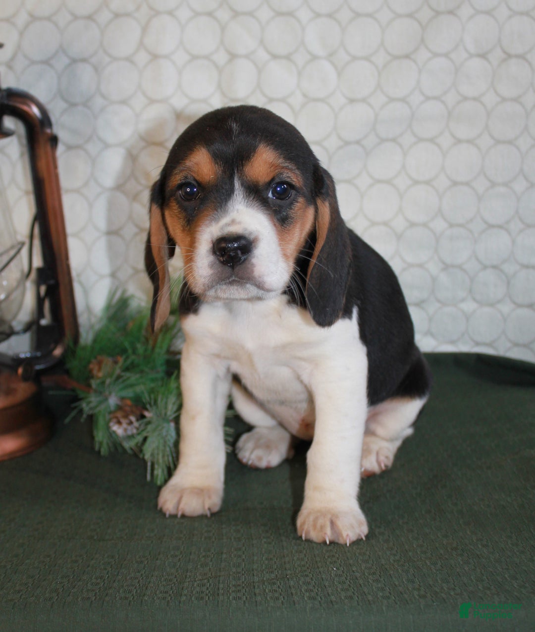 Beagle dogs for sale: Macy - Ad 3