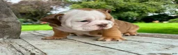 English Bulldog dogs for sale: Male, Fawn and White - Ad 3
