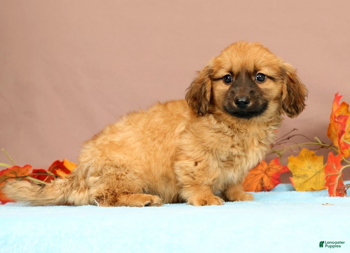 Miniature Dachshund dogs Ace - Ad 1