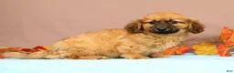 Miniature Dachshund dogs for sale: Ace - Ad 1