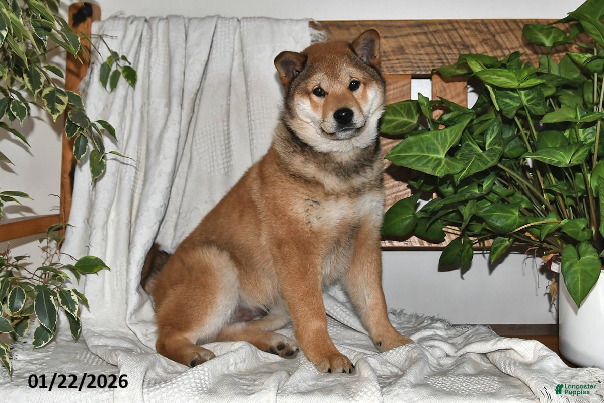 Shiba Inu dogs for sale: Max - Ad 1