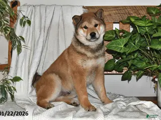 Shiba Inu dogs Max - Ad 15