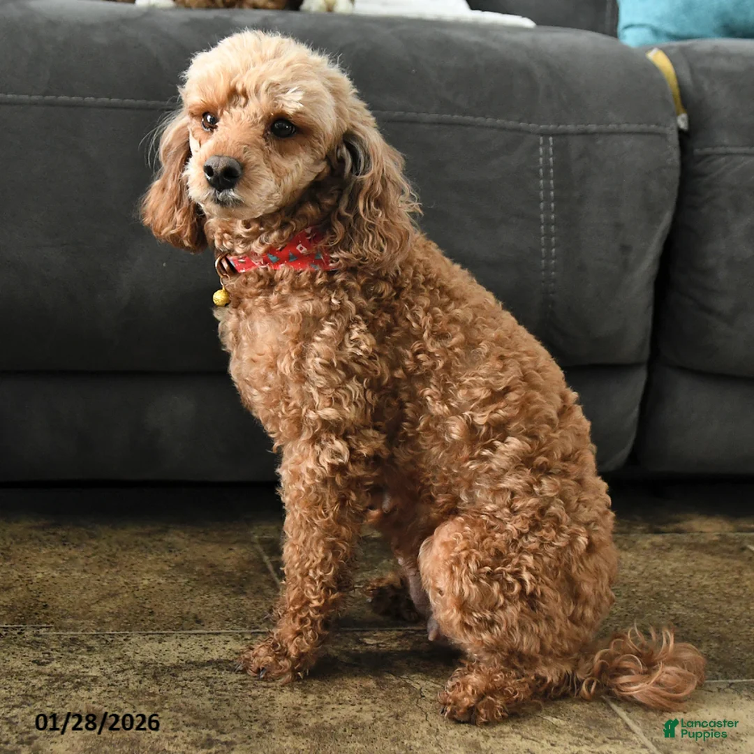 Miniature Poodle dogs for sale: Koda - Ad 6