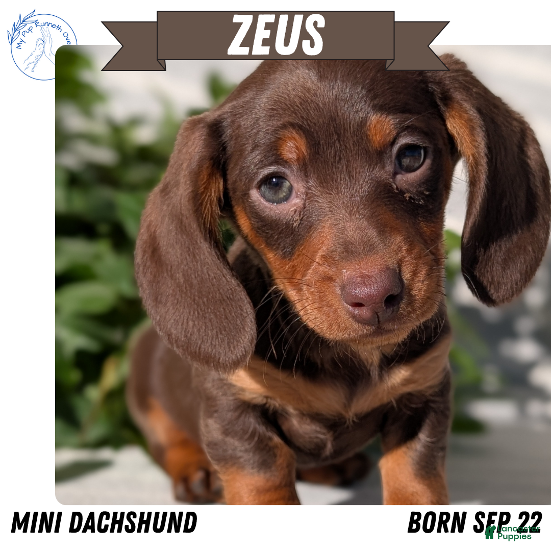 Miniature Dachshund dogs Zeus - Ad 22