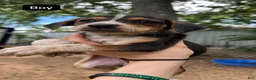 Mixed Breed dogs for sale: Finley  - Ad 5