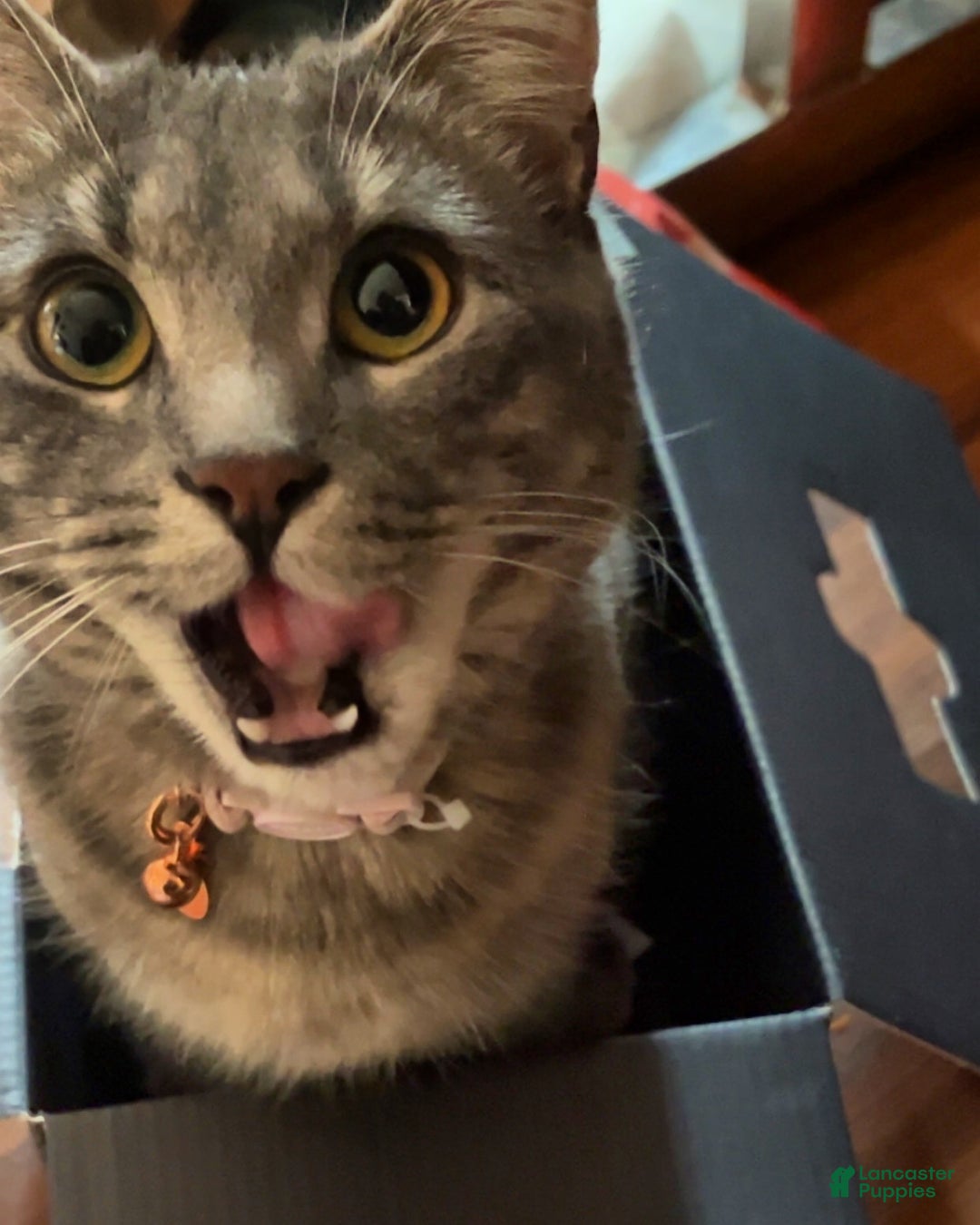 Mixed Breed dogs for sale: rosy - Ad 16