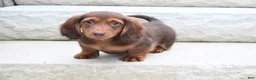 Miniature Dachshund dogs for sale: AKC Deon - Ad 3