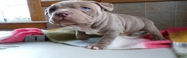 American Bully Puppy 1 Zoey