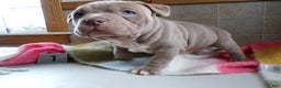 American Bully dogs for sale: American Bully Puppy 1 Zoey - Ad 1