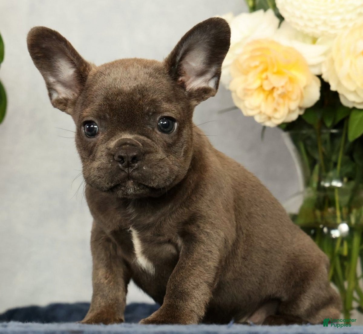French Bulldog dogs Parker - Ad 2