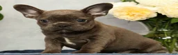 French Bulldog dogs for sale: Parker - Ad 2