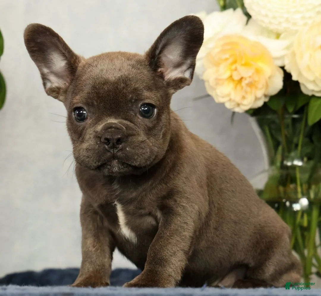 French Bulldog dogs for sale: Parker - Ad 2