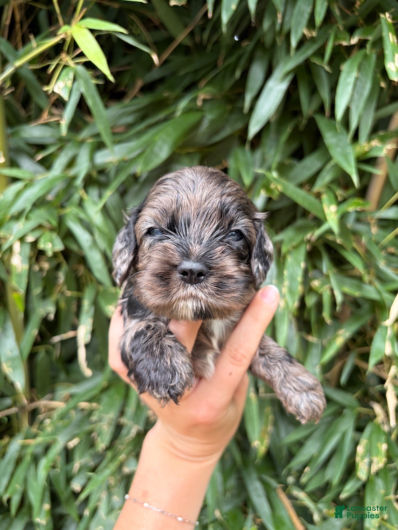 Cocker Spaniel dogs Cocker Spaniel 2 - Ad 17
