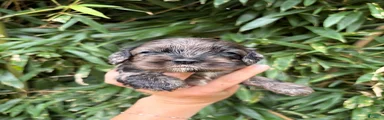 Cocker Spaniel 2