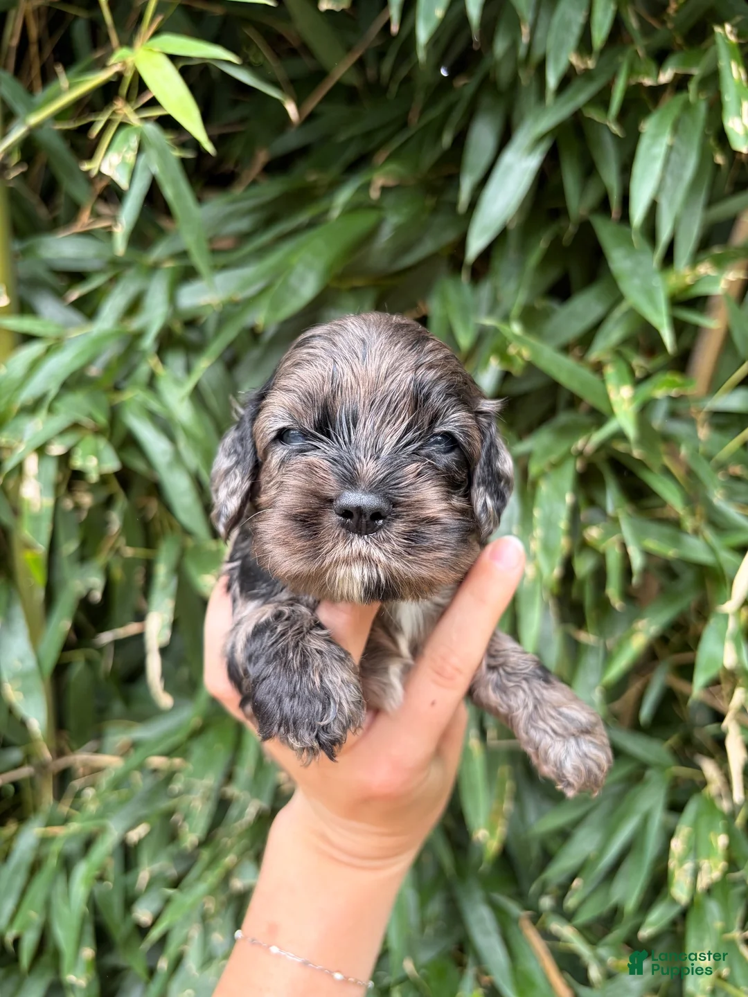 Cocker Spaniel dogs for sale: Cocker Spaniel 2 - Ad 1
