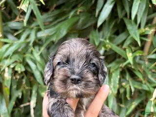 Cocker Spaniel dogs Cocker Spaniel 2 - Ad 20