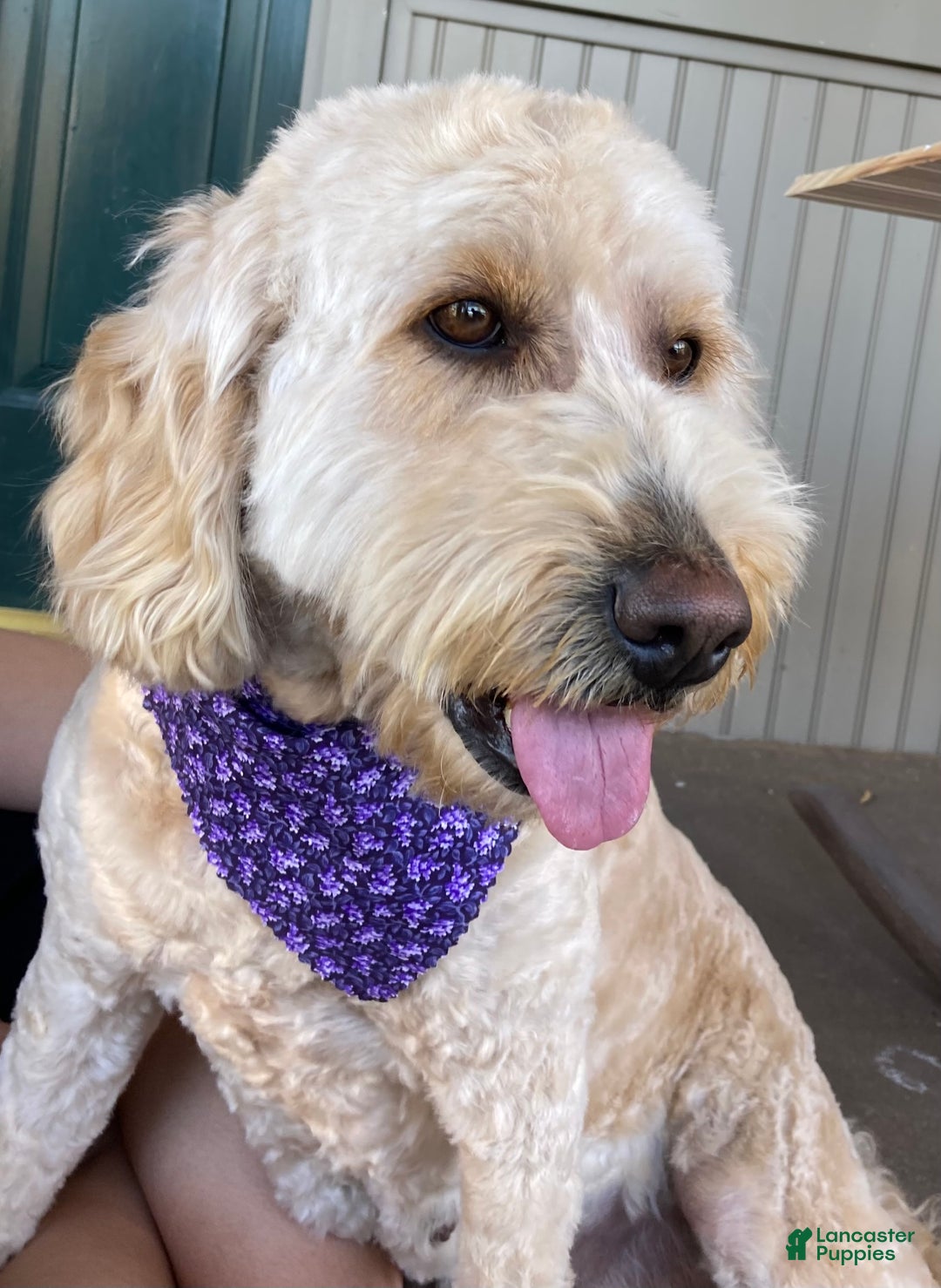 Labradoodle dogs for sale: Shiloh - Ad 6
