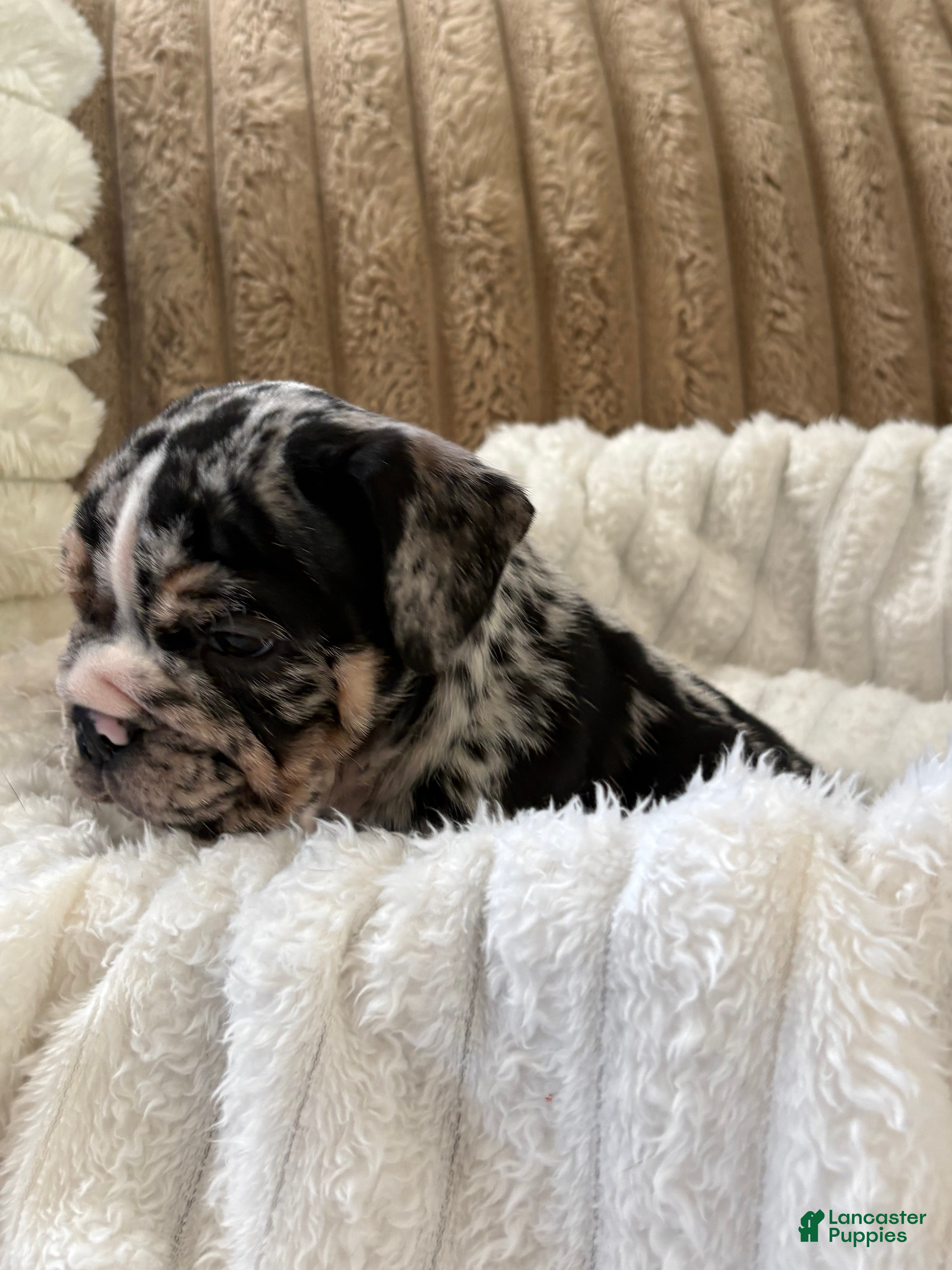English Bulldog dogs Snoopy  - Ad 2
