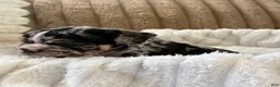 English Bulldog dogs for sale: Snoopy  - Ad 2