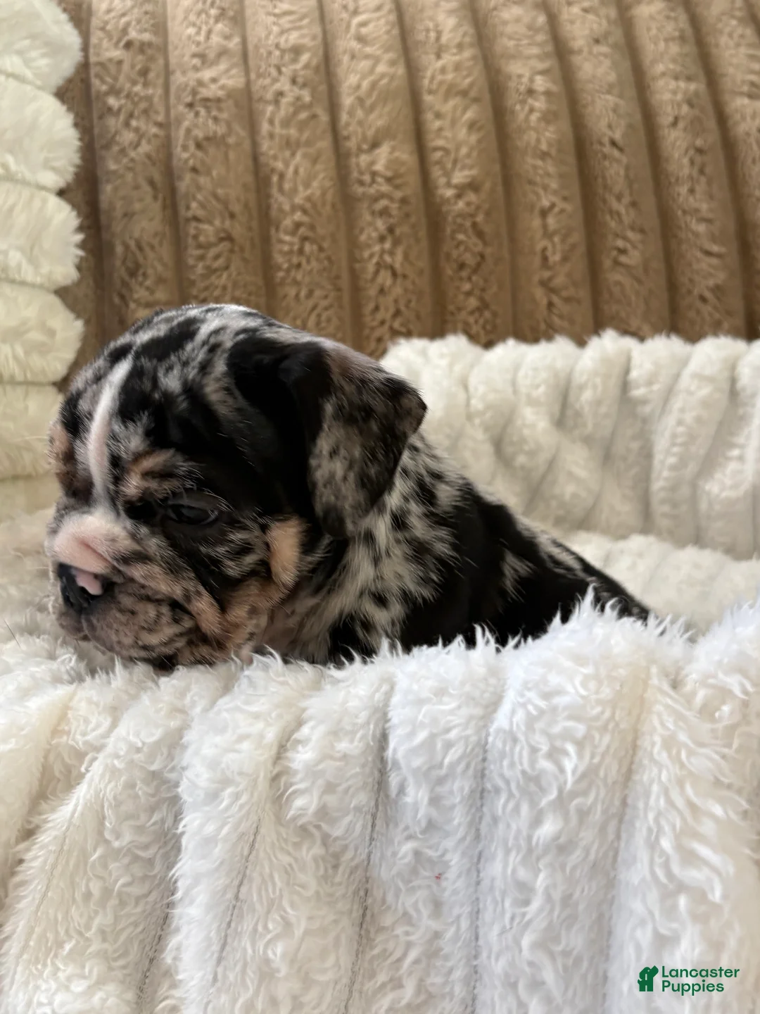 English Bulldog dogs for sale: Snoopy  - Ad 2