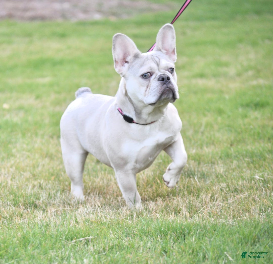 Gallery Image {{count}}