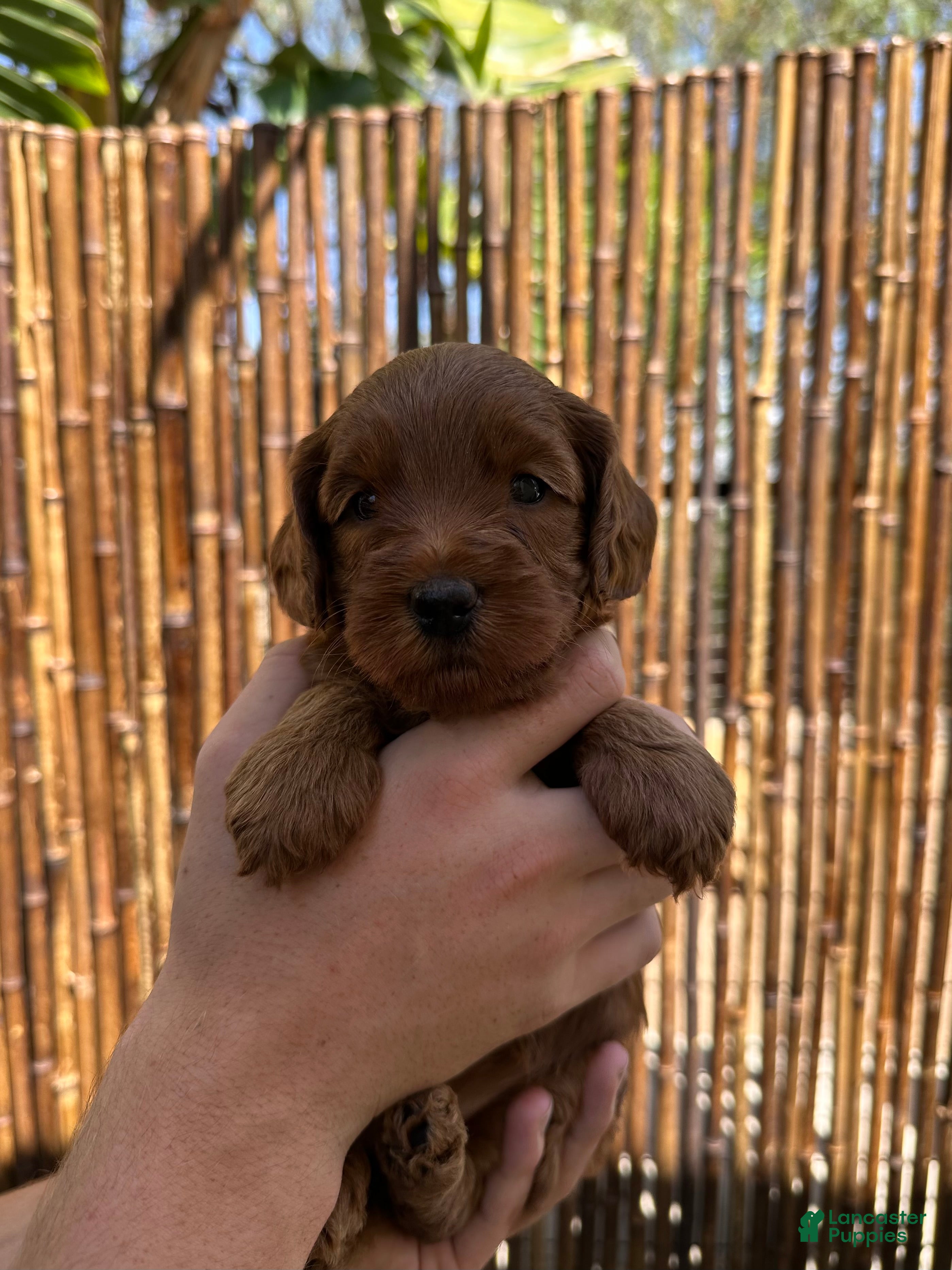 Australian Labradoodle dogs for sale: Betty - Ad 6