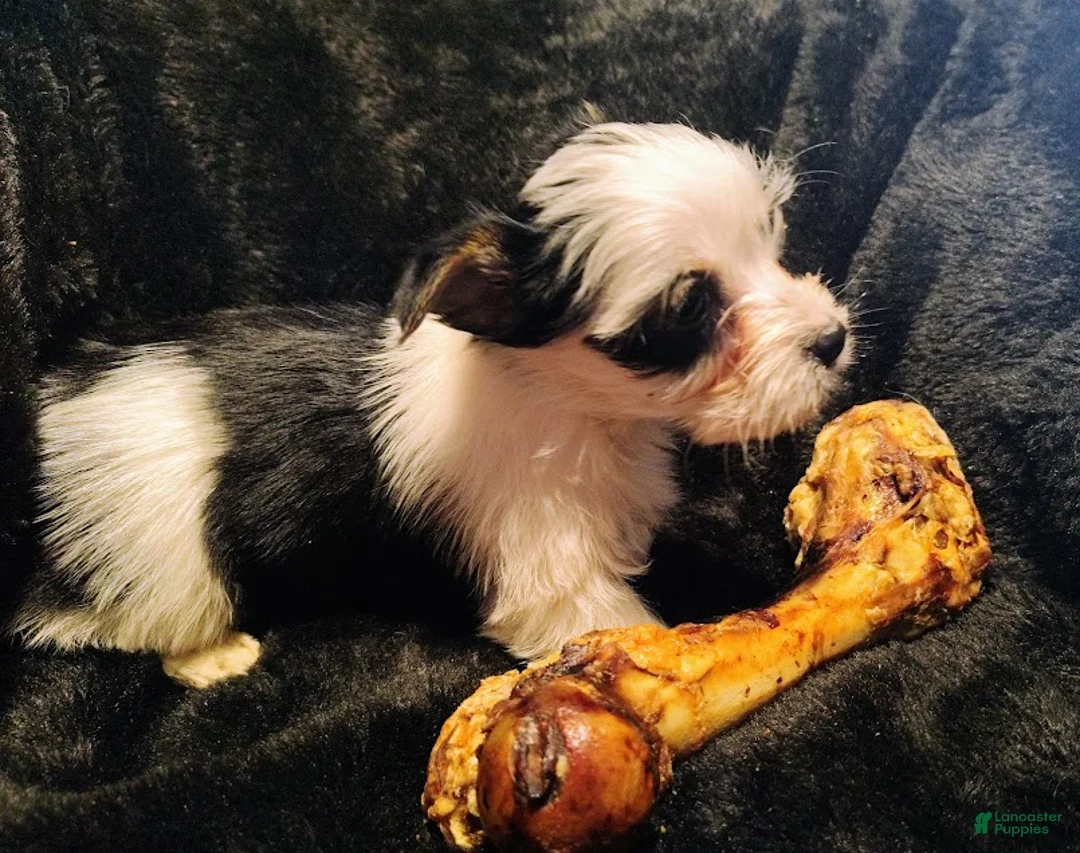 Yorkshire Terrier dogs for sale: Yorkshire Terrier Puppy 3 - Ad 2