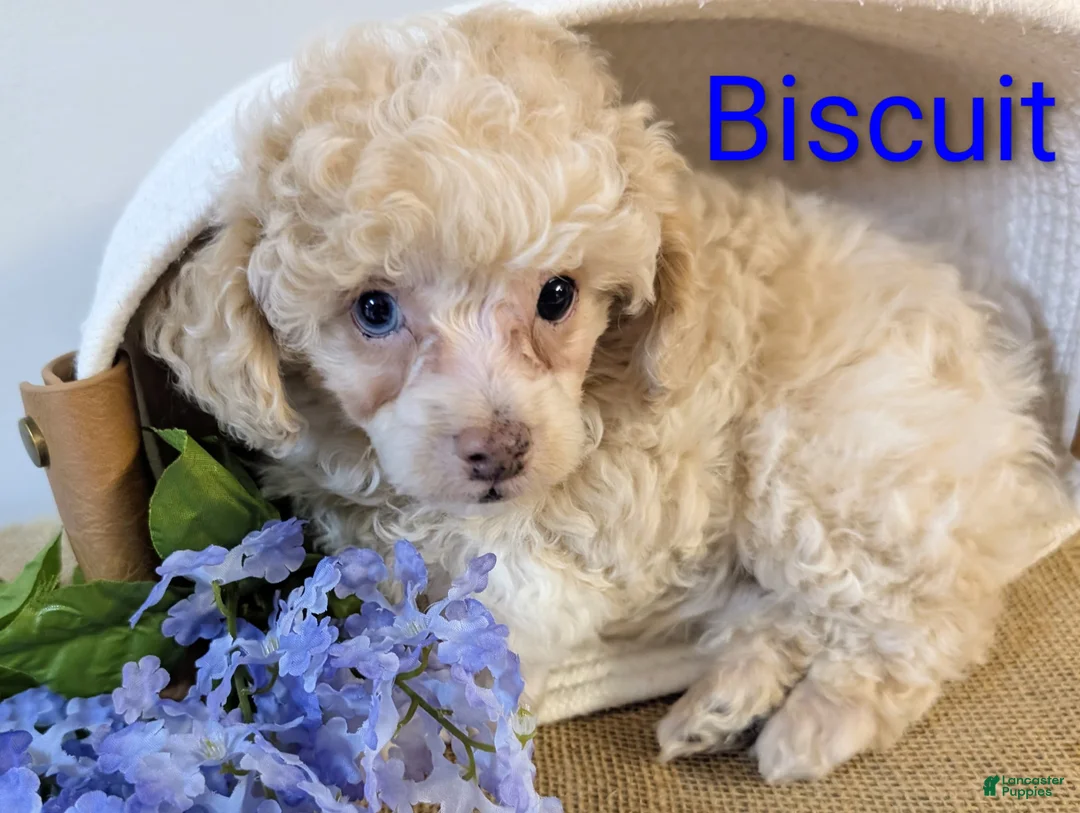 Miniature Poodle dogs for sale: Biscuit - Ad 1