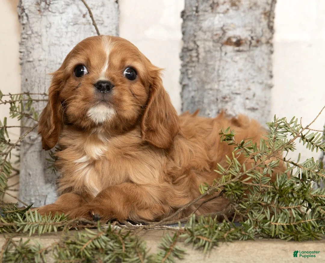 Cavalier King Charles Spaniel dogs for sale: Dash - Ad 6
