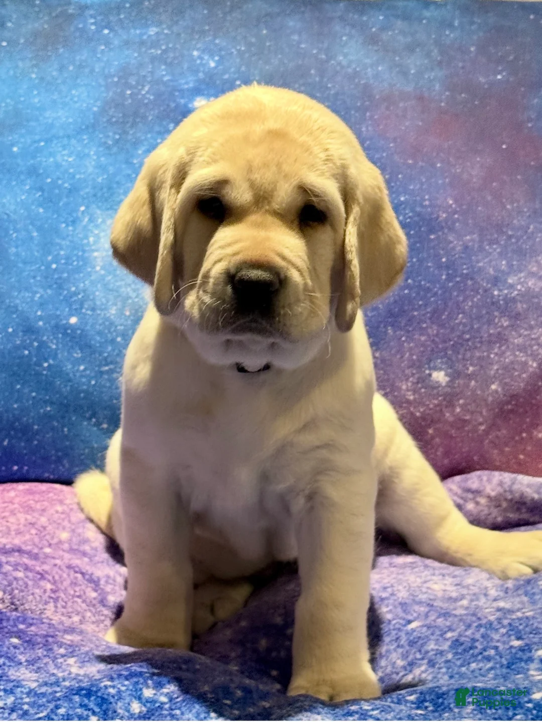 Labrador Retriever dogs for sale: Labrador Retriever Puppy 2 - Ad 3