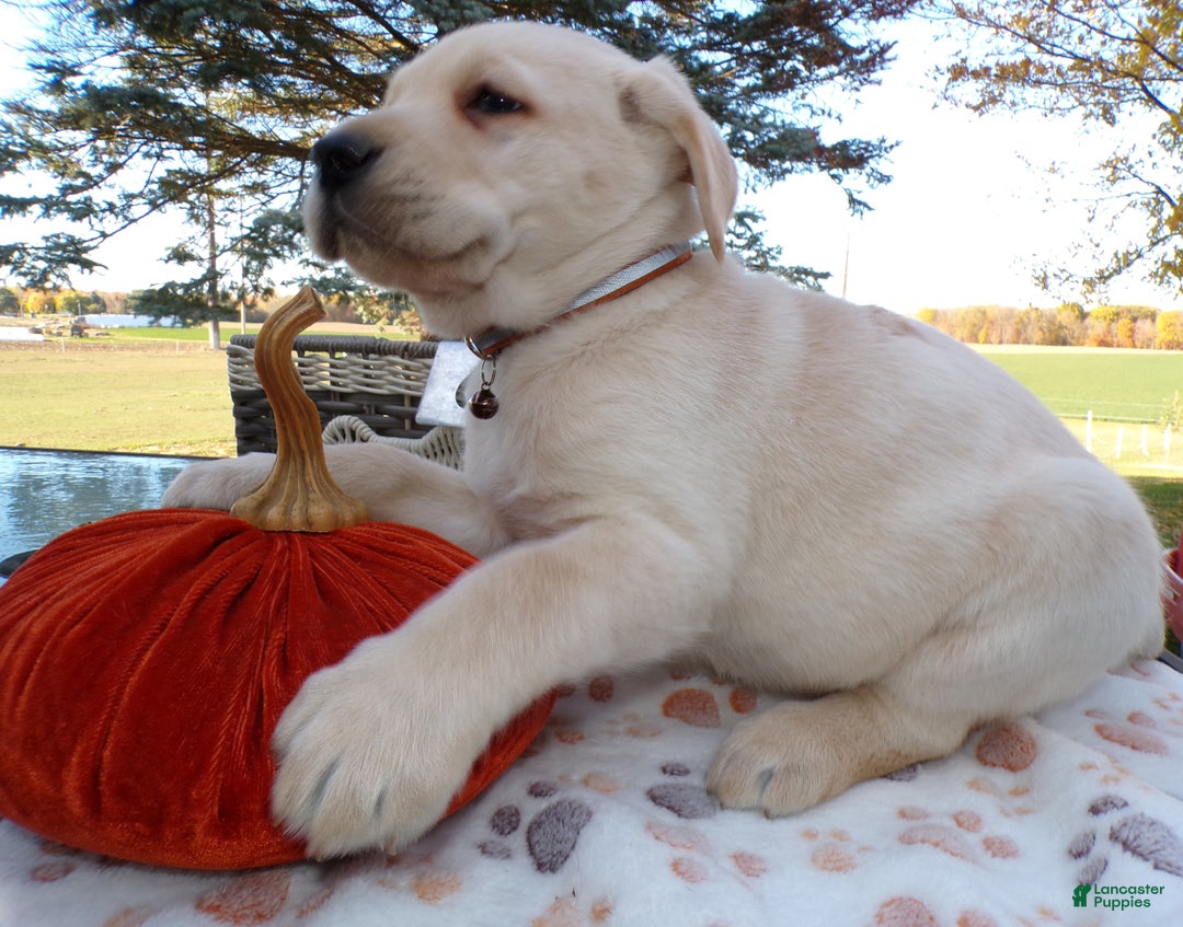 Labrador Retriever dogs for sale: Labrador Retriever Puppy 6 Zenda - Ad 3