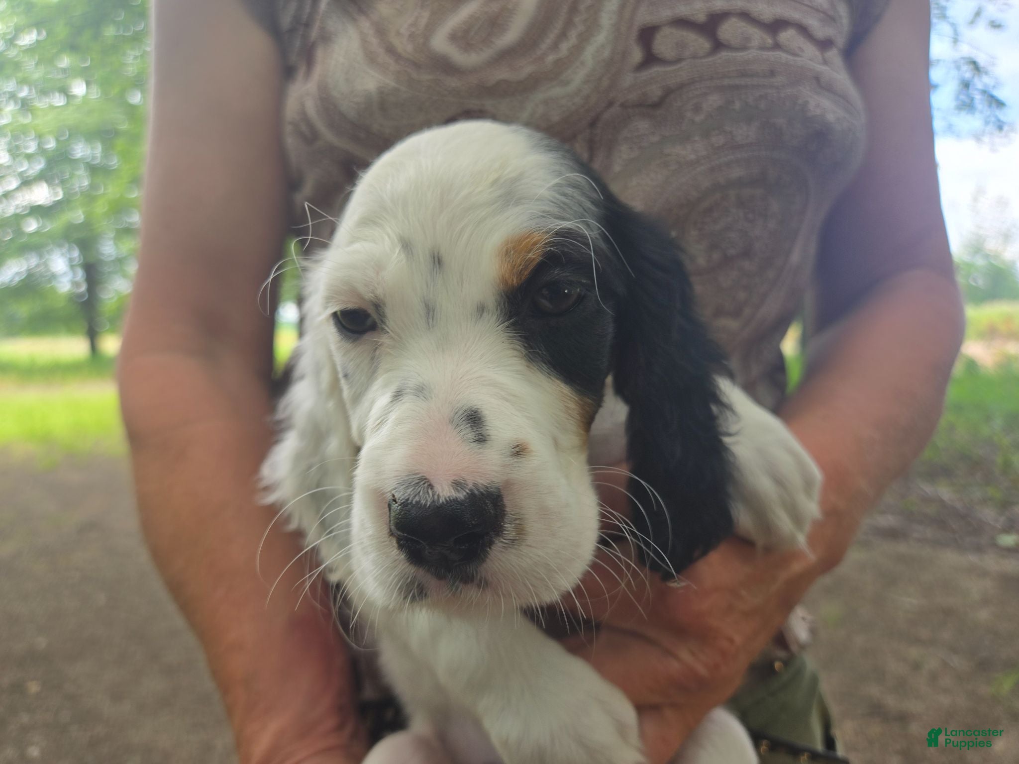 English Setter dogs English Setter 10 - Ad 6