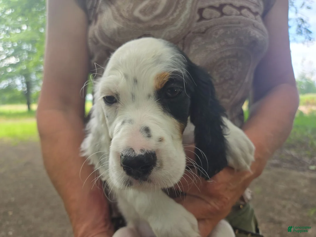 English Setter dogs for sale: English Setter 10 - Ad 1