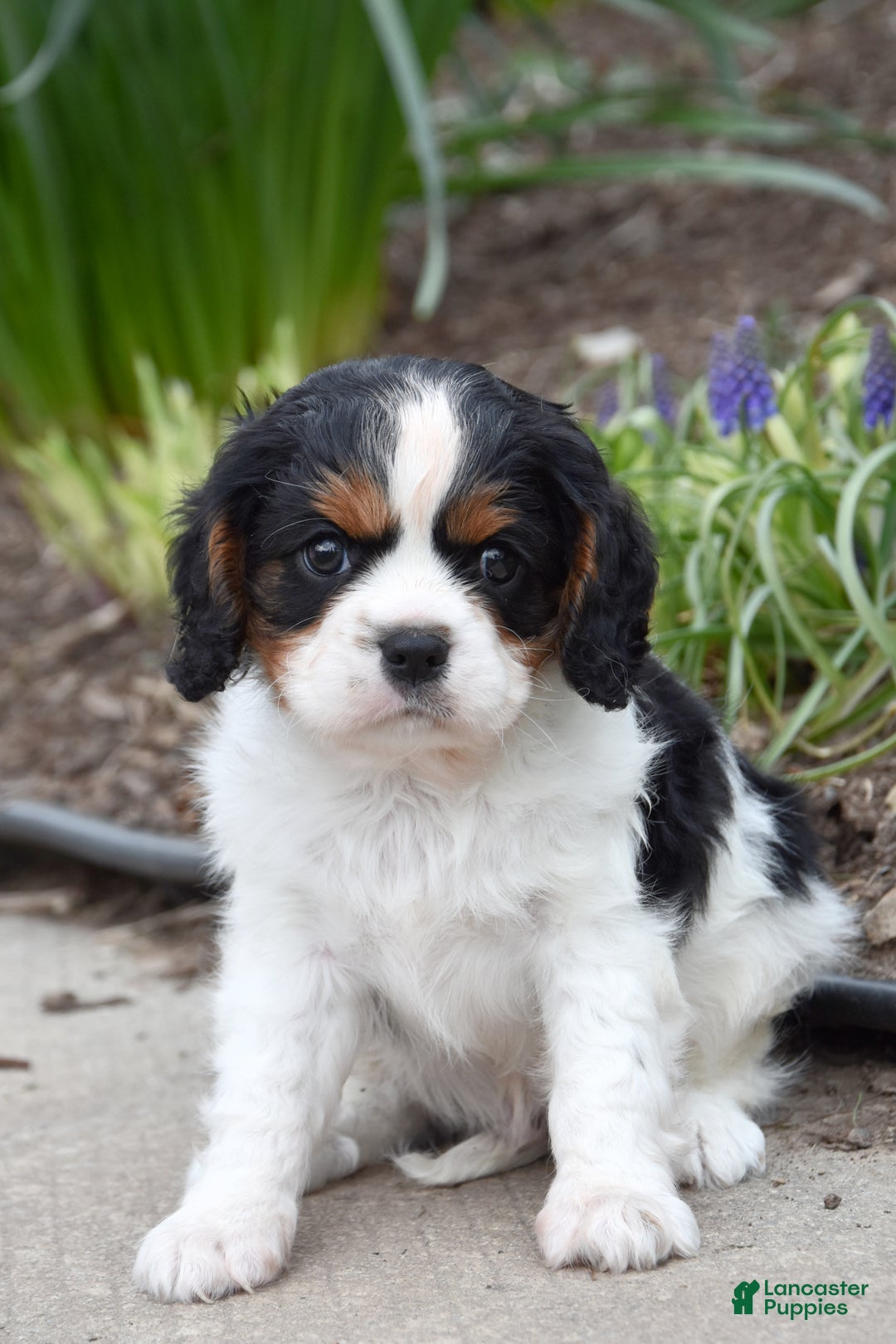 Gallery Image {{count}}