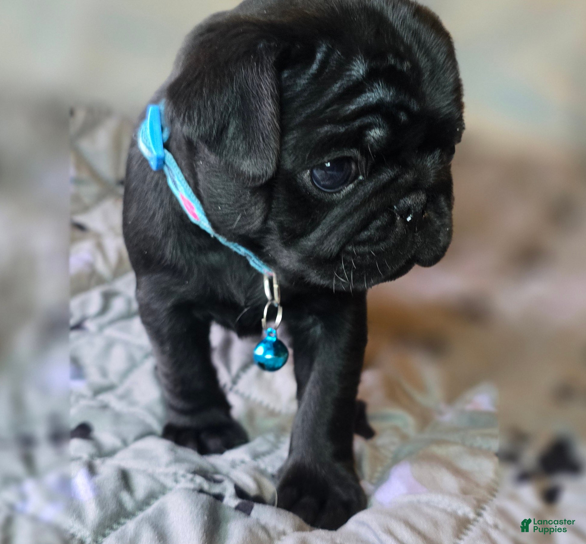 Pug dogs Brandy - Ad 1