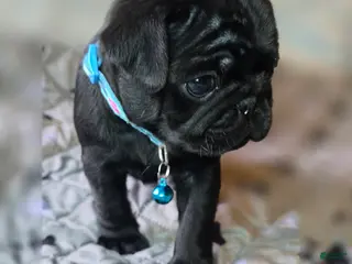 Pug dogs for sale: Brandy - Ad 2