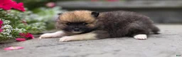 Pomeranian dogs for sale: Sable-Tri color - Ad 4