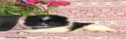 Pomeranian dogs for sale: Mark - Ad 2