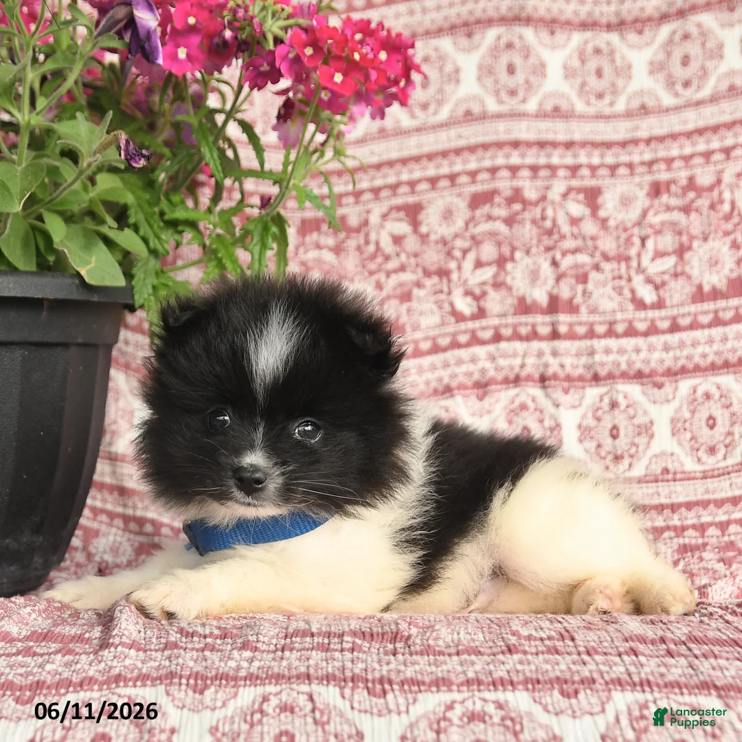 Pomeranian dogs for sale: Mark - Ad 2