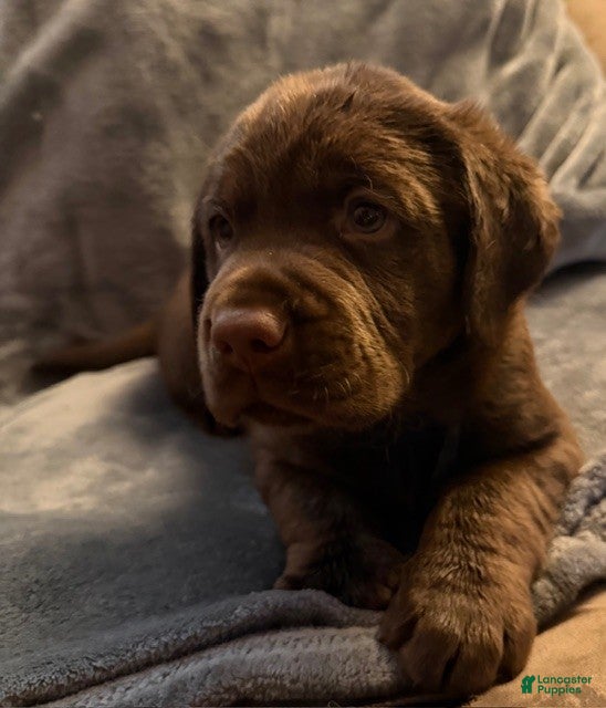 Labrador Retriever dogs Labrador Retriever Puppy 1 - Ad 11