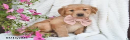 Golden Retriever dogs for sale: Callie - Ad 3
