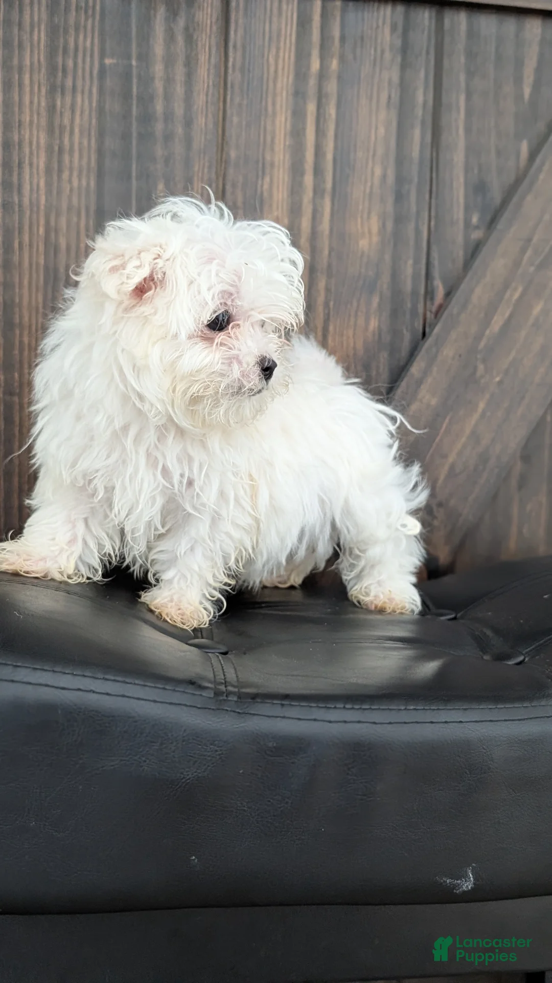 Maltese dogs for sale: Baxter  - Ad 2