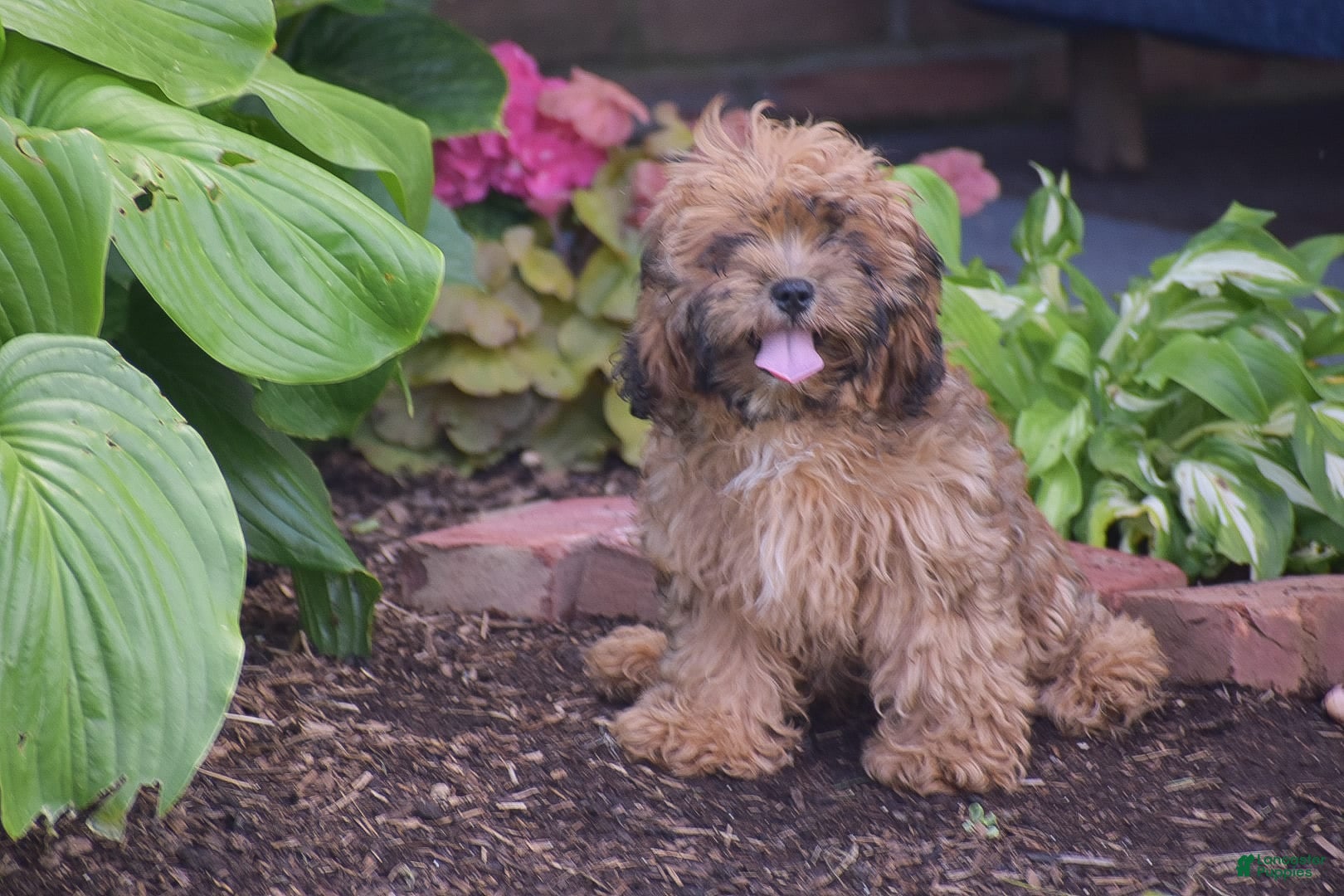 Shih Tzu Mix Puppy Lowchen Cross Cavalier King Charles