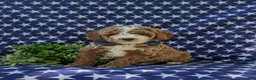 Miniature Poodle dogs for sale: Remy - Ad 1